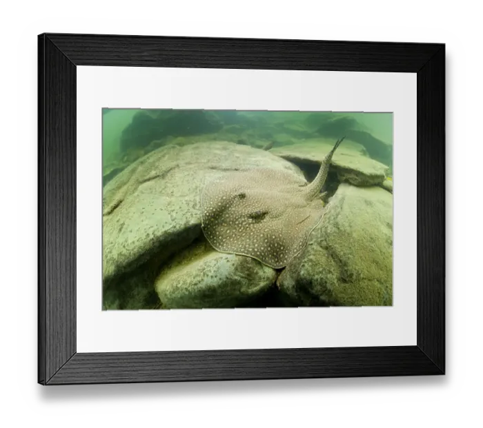 Framed Print : River stingray (Potamotrygon sp) Formoso River, Bonito, Mato Grosso do Sul, Brazil Framed Print : River stingray (Potamotrygon sp) Formoso River, Bonito, Mato Grosso do Sul, Brazil