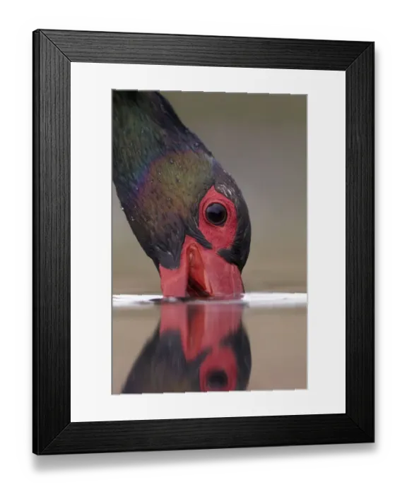 Framed Print : Black stork (Ciconia nigra) beak submerged fishing, Hungary May Framed Print : Black stork (Ciconia nigra) beak submerged fishing, Hungary May