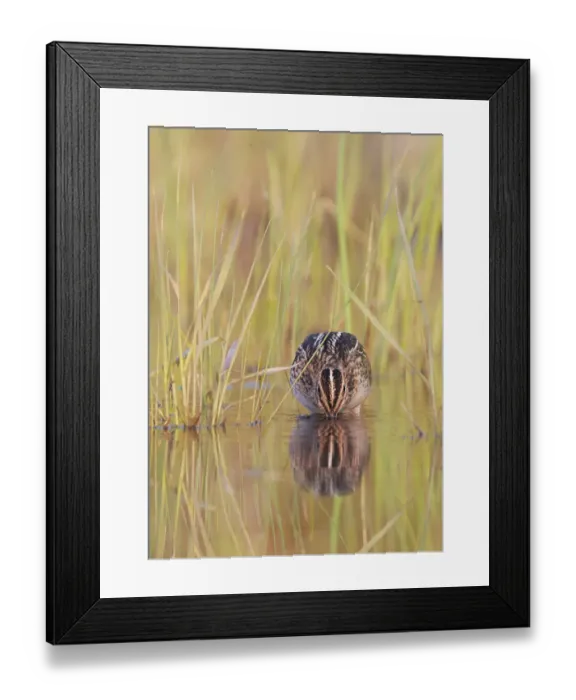 Framed Print : Common snipe (Gallinago gallinago) foraging in water, Uto, Finland July Framed Print : Common snipe (Gallinago gallinago) foraging in water, Uto, Finland July