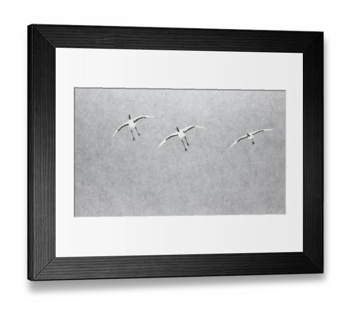 Framed Print : Japanese / Red-crowned crane (Grus japonicus) three coming into land, Hokkaido Japan Framed Print : Japanese / Red-crowned crane (Grus japonicus) three coming into land, Hokkaido Japan