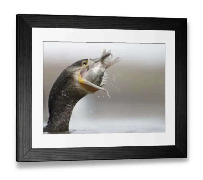 Framed Print : Cormorant (Phalacrocorax carbo) swallowing caught fish, Hungary January Framed Print : Cormorant (Phalacrocorax carbo) swallowing caught fish, Hungary January