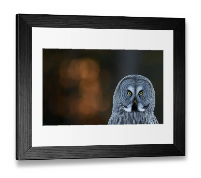 Framed Print : Great grey owl (Strix nebulosa) head portrait, Kuusamo, Finland, March
