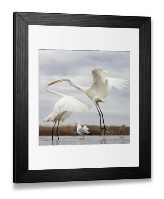Framed Print : Great white egrets (Egretta alba) fighting over food, Hungary January Framed Print : Great white egrets (Egretta alba) fighting over food, Hungary January