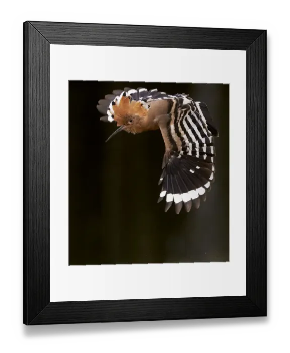 Framed Print : Hoopoe (Upupa epops) male in flight, Hungary May Framed Print : Hoopoe (Upupa epops) male in flight, Hungary May