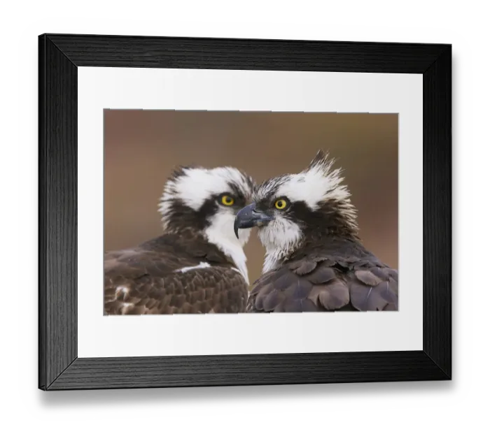 Framed Print : Osprey (Pandion haliaetus) male and female head to head at nest, just before mating Framed Print : Osprey (Pandion haliaetus) male and female head to head at nest, just before mating