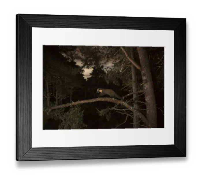 Framed Print : Pine marten (Martes martes) running across branch, Black Isle, Scotland, UK. October Framed Print : Pine marten (Martes martes) running across branch, Black Isle, Scotland, UK. October
