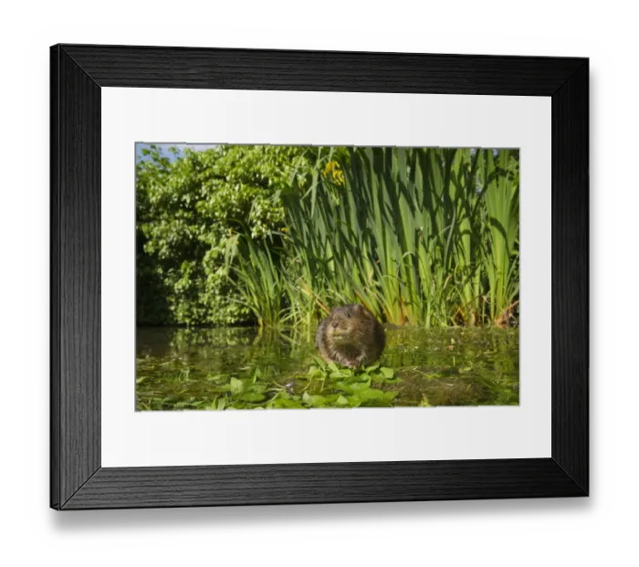 Framed Print : Water vole (Arvicola amphibius) feeding on aquatic plant, Kent, UK May Framed Print : Water vole (Arvicola amphibius) feeding on aquatic plant, Kent, UK May