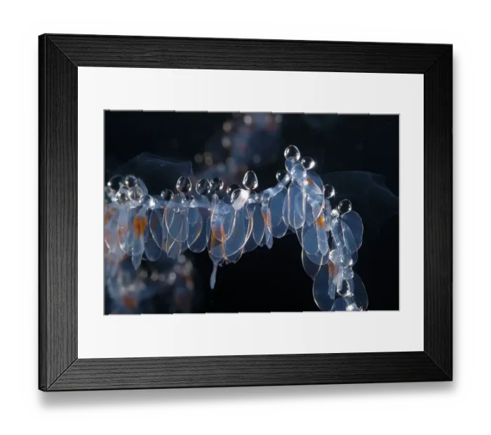 Framed Print : Siphonophore (Nanomia sp) close up of nectophores, and palpons. Gulf of Maine, Atlantic Ocean Framed Print : Siphonophore (Nanomia sp) close up of nectophores, and palpons. Gulf of Maine, Atlantic Ocean