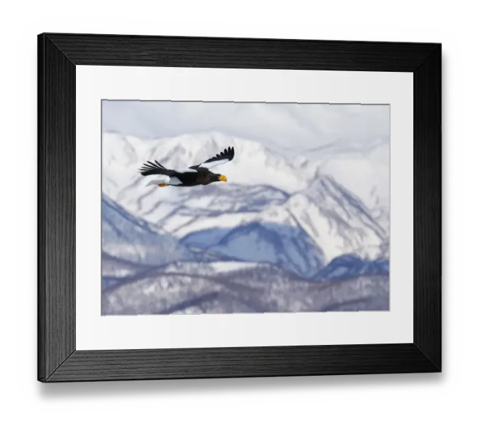 Framed Print : Stellers sea eagle (Haliaeetus pelagicus) in flight with mountains behind, Hokkaido Framed Print : Stellers sea eagle (Haliaeetus pelagicus) in flight with mountains behind, Hokkaido