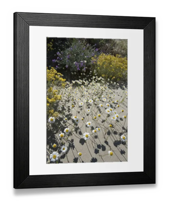 Framed Print : Sea chamomile (Anthemis maritima), Sea stock (Mattiola sinuata), and Shrubby Everlasting Framed Print : Sea chamomile (Anthemis maritima), Sea stock (Mattiola sinuata), and Shrubby Everlasting