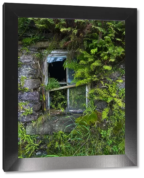 Broken window overgrown with ferns, Kells Seaside Area, Ring of Kerry, Iveragh Peninsula