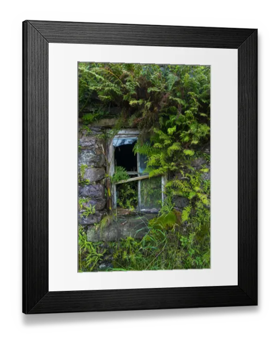 Framed Print : Broken window overgrown with ferns, Kells Seaside Area, Ring of Kerry, Iveragh Peninsula Framed Print : Broken window overgrown with ferns, Kells Seaside Area, Ring of Kerry, Iveragh Peninsula