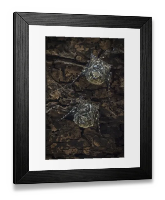 Framed Print : Proboscis bats (Rhynchonycteris naso) day roosting, Costa Rica, March 2014 Framed Print : Proboscis bats (Rhynchonycteris naso) day roosting, Costa Rica, March 2014