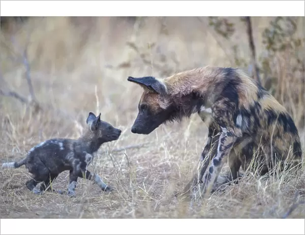 African wild dog (Lycaon pictus) interacting with pup age two months, Okavango Delta