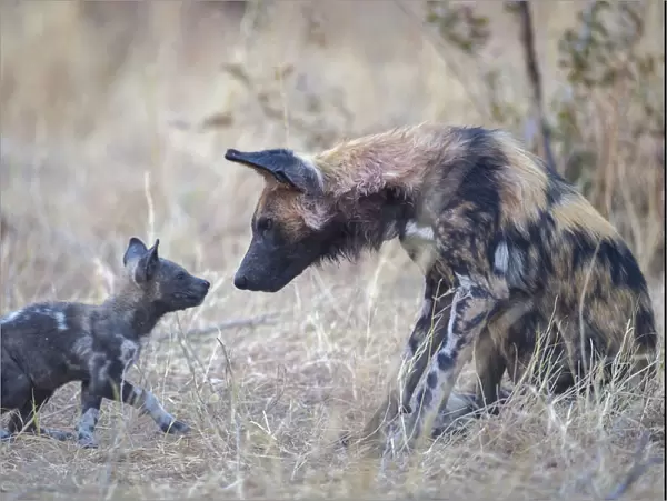 African wild dog (Lycaon pictus) interacting with pup age two months, Okavango Delta