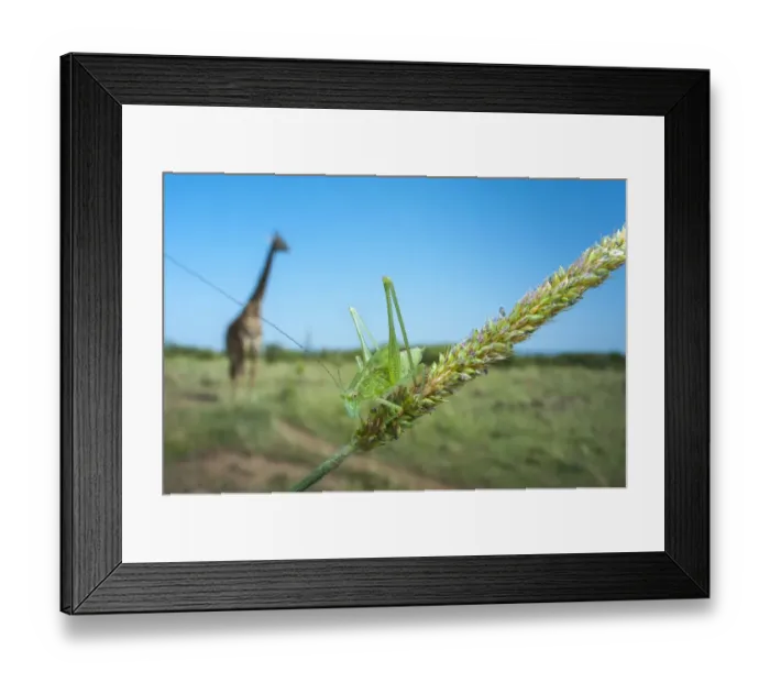 Framed Print : Katydid (Tettigoniidae) with Giraffe (Giraffa camelopardalis) in the background Framed Print : Katydid (Tettigoniidae) with Giraffe (Giraffa camelopardalis) in the background