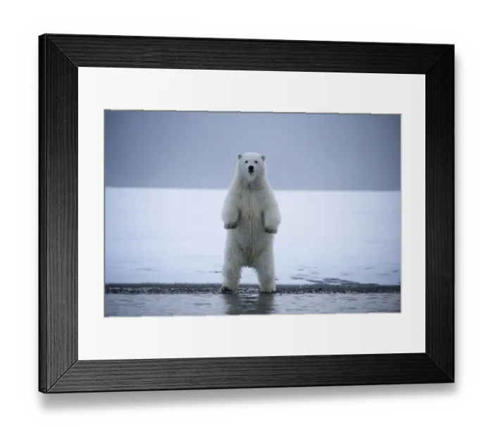 Framed Print : Young Polar bear (Ursus maritimus) standing on hing legs, Bernard Spit, 1002 Area Framed Print : Young Polar bear (Ursus maritimus) standing on hing legs, Bernard Spit, 1002 Area