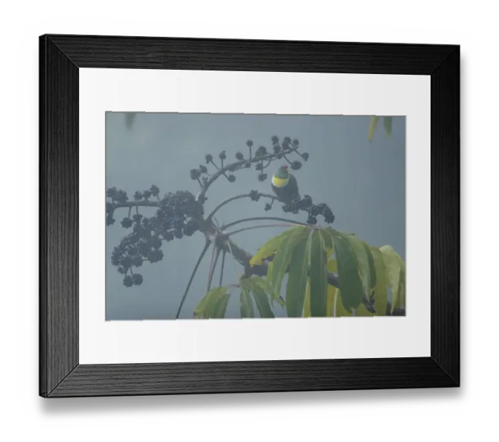 Framed Print : White-breasted Fruit-Dove (Ptilinopus rivoli) male at fruiting Shefflera tree. Huon Peninsula Framed Print : White-breasted Fruit-Dove (Ptilinopus rivoli) male at fruiting Shefflera tree. Huon Peninsula