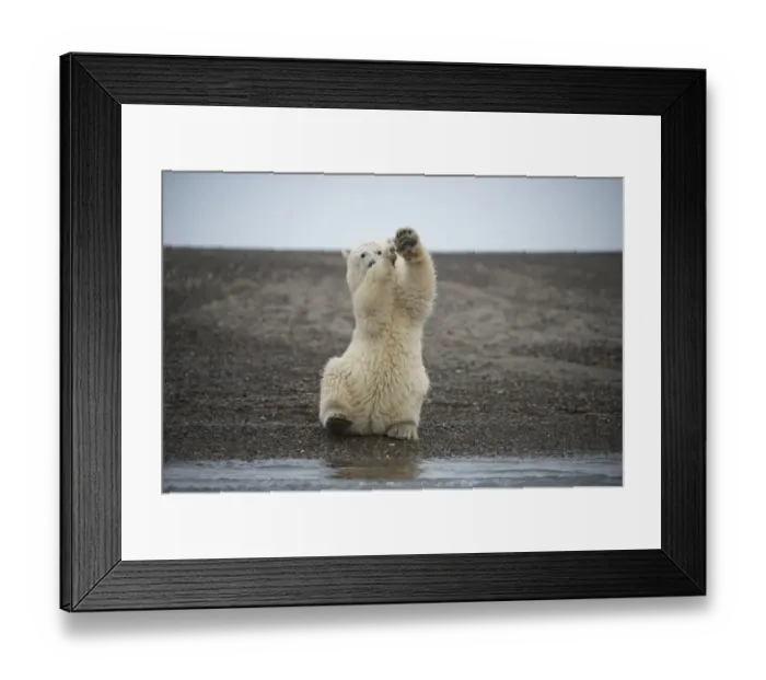 Framed Print : Polar bear (Ursus maritimus) spring cub sitting upright on hind legs wobbling, Bernard Spit Framed Print : Polar bear (Ursus maritimus) spring cub sitting upright on hind legs wobbling, Bernard Spit
