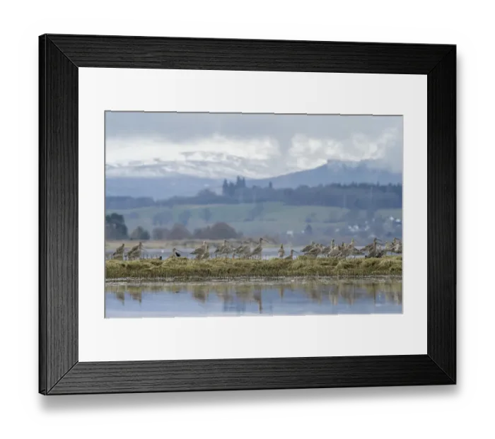 Framed Print : Curlew (Numenius arquata) roosting on saltmarsh, Cromarty Firth, Scotland, UK April Framed Print : Curlew (Numenius arquata) roosting on saltmarsh, Cromarty Firth, Scotland, UK April