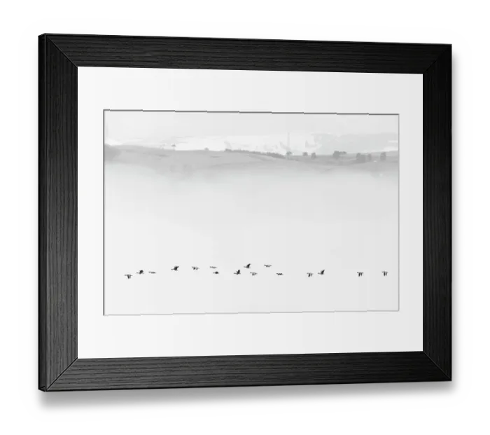 Framed Print : Pink-footed goose (Anser brachyrhynchus) flock flying in mist, Cromarty Firth, Highlands, Scotland, UK April Framed Print : Pink-footed goose (Anser brachyrhynchus) flock flying in mist, Cromarty Firth, Highlands, Scotland, UK April