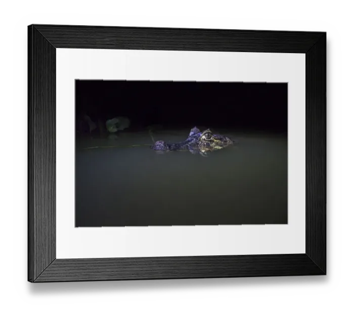 Framed Print : Spectacled caiman (Caiman crocodilus) in water at night, Mato Grosso, Pantanal, Brazil Framed Print : Spectacled caiman (Caiman crocodilus) in water at night, Mato Grosso, Pantanal, Brazil