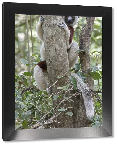 Coquerels sifaka (Propithecus coquereli) curious individual up in tree, Ankarafantsika