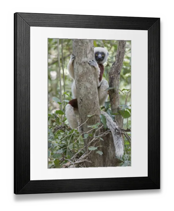 Framed Print : Coquerels sifaka (Propithecus coquereli) curious individual up in tree, Ankarafantsika