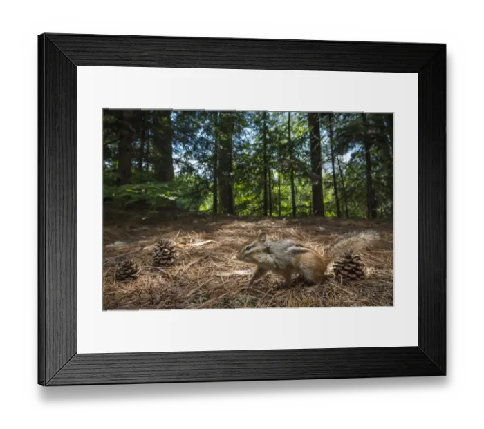 Framed Print : Eastern chipmunk, (Tamias striatus) in New Brunswick, Canada. June 2014 Framed Print : Eastern chipmunk, (Tamias striatus) in New Brunswick, Canada. June 2014