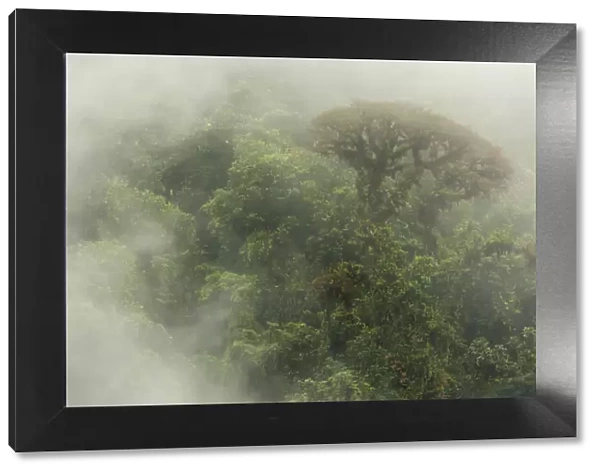 Cloud forest scene in the Monteverde Cloud Forest Reserve, Costa Rica, February 2015