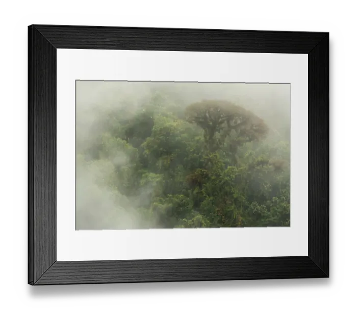 Framed Print : Cloud forest scene in the Monteverde Cloud Forest Reserve, Costa Rica, February 2015