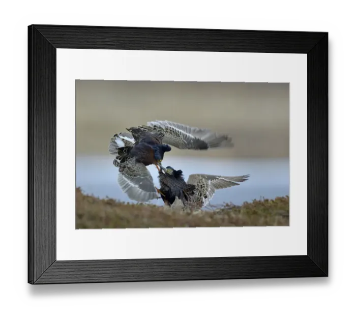 Framed Print : Ruff (Philomachus pugnax) males fighting at lek, Varanger, Norway, May 2016 Framed Print : Ruff (Philomachus pugnax) males fighting at lek, Varanger, Norway, May 2016