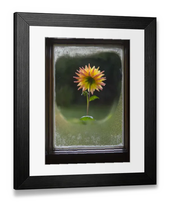 Framed Print : Dahlias in flower, seen through foggy cottage window, Ringshall, Hertfordshire, England Framed Print : Dahlias in flower, seen through foggy cottage window, Ringshall, Hertfordshire, England