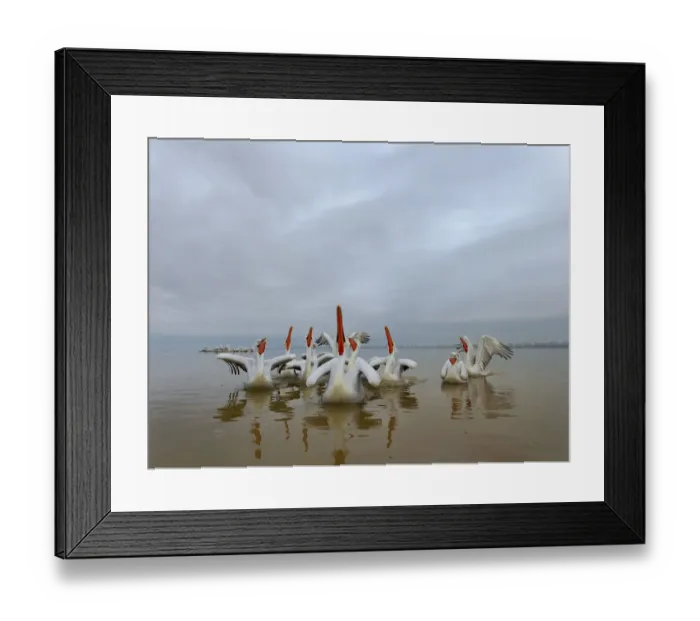 Framed Print : Dalmatian pelicans (Pelecanus crispus) squabbling over fish, Lake Kerkini, Greece, February Framed Print : Dalmatian pelicans (Pelecanus crispus) squabbling over fish, Lake Kerkini, Greece, February