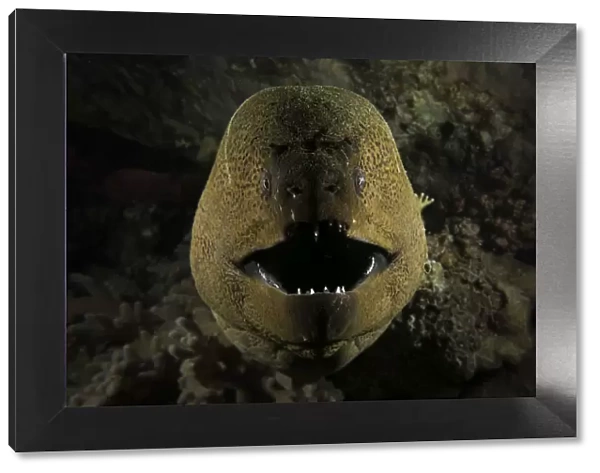 Giant moray eel (Gymnothorax javanicus) opening its mouth to breathe, at night on the barge wreck