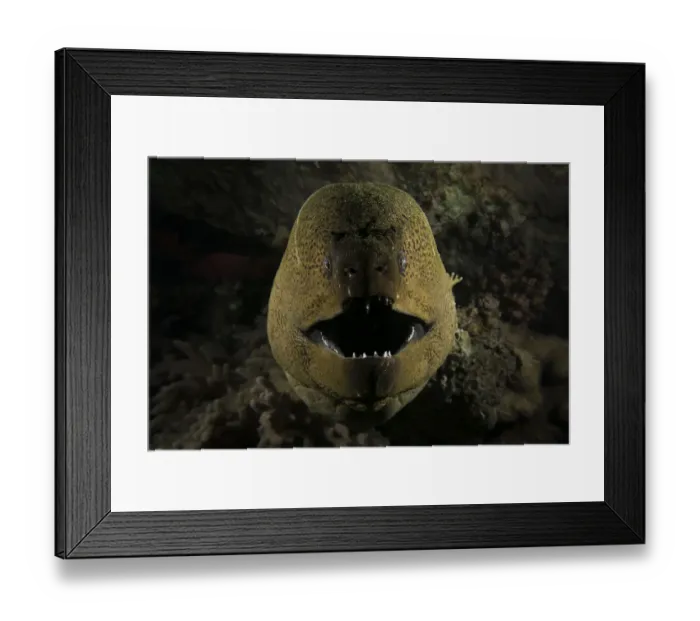 Framed Print : Giant moray eel (Gymnothorax javanicus) opening its mouth to breathe, at night on the barge wreck Framed Print : Giant moray eel (Gymnothorax javanicus) opening its mouth to breathe, at night on the barge wreck