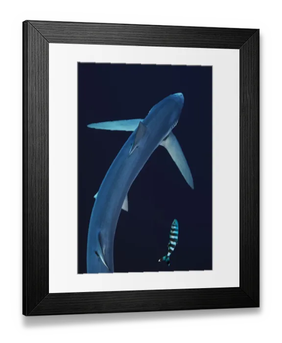 Framed Print : Blue shark (Prionace glauca) seen from above with pilot fish, Azores Islands, Portugal Framed Print : Blue shark (Prionace glauca) seen from above with pilot fish, Azores Islands, Portugal