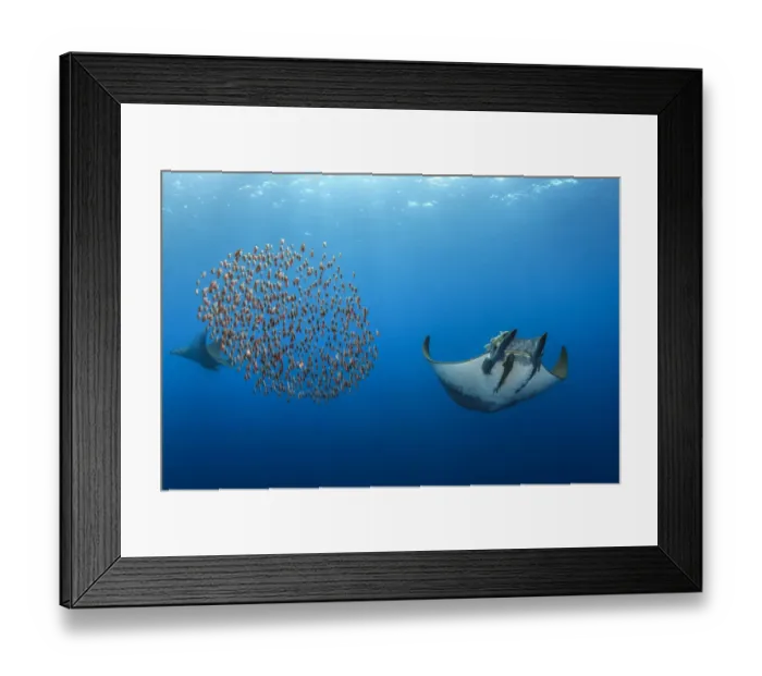 Framed Print : Mobula / Chilean devil ray (Mobula tarapacana) with a school of fish (Capros aper) Framed Print : Mobula / Chilean devil ray (Mobula tarapacana) with a school of fish (Capros aper)