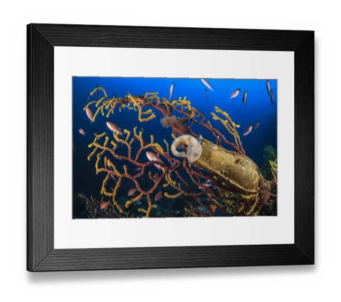 Framed Print : Spotted catshark (Scyliorhinus canicula) just hatched from egg case that is on Seafan Framed Print : Spotted catshark (Scyliorhinus canicula) just hatched from egg case that is on Seafan