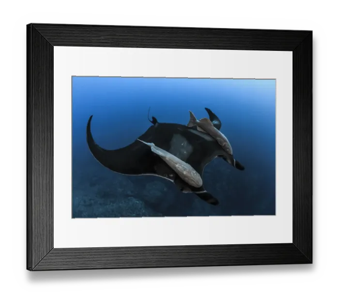 Framed Print : Giant Manta (Manta birostris) with Remoras (Remora brachyptera) attached to both wings Framed Print : Giant Manta (Manta birostris) with Remoras (Remora brachyptera) attached to both wings