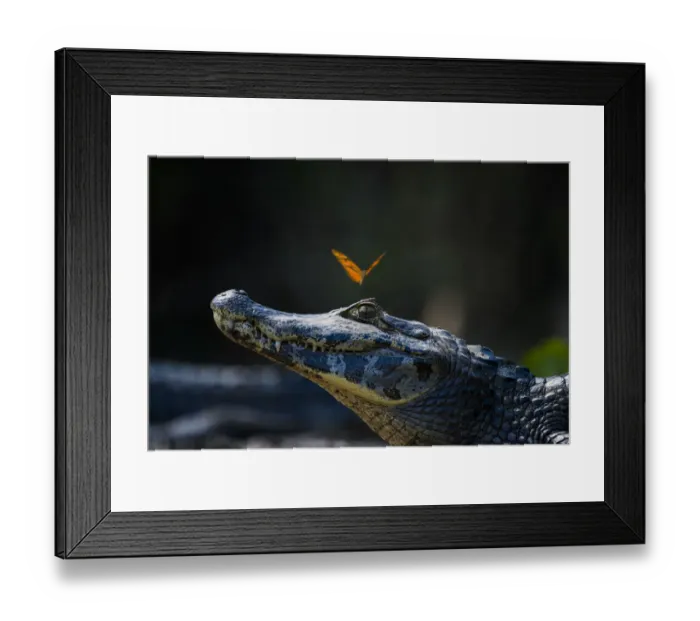 Framed Print : Julia heleconia (Dryas iulia) butterfly on head of Yacare caiman (Caiman yacare) Framed Print : Julia heleconia (Dryas iulia) butterfly on head of Yacare caiman (Caiman yacare)
