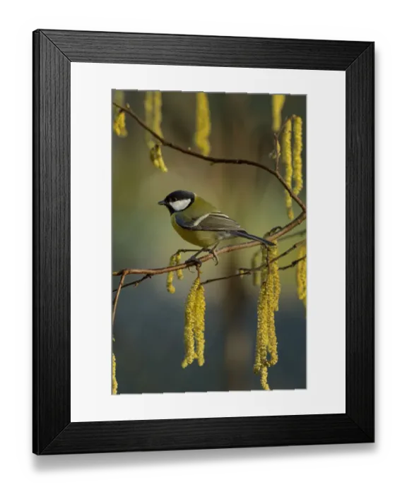 Framed Print : Great tit (Parus major) sitting on Hazel (Corylus) with catkins, Loire Atlantique Framed Print : Great tit (Parus major) sitting on Hazel (Corylus) with catkins, Loire Atlantique