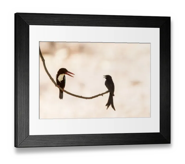 Framed Print : White-throated kingfisher (Halcyon smyrnensis) with Black drongo (Dicrurus macrocercus) Framed Print : White-throated kingfisher (Halcyon smyrnensis) with Black drongo (Dicrurus macrocercus)