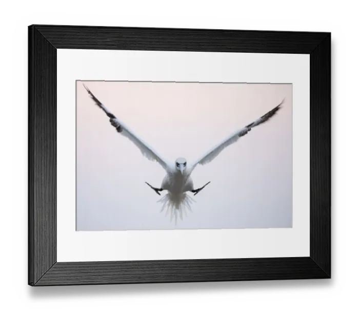 Framed Print : Gannet (Morus bassanus) coming in to land in the colony in evening light, Great Saltee Framed Print : Gannet (Morus bassanus) coming in to land in the colony in evening light, Great Saltee