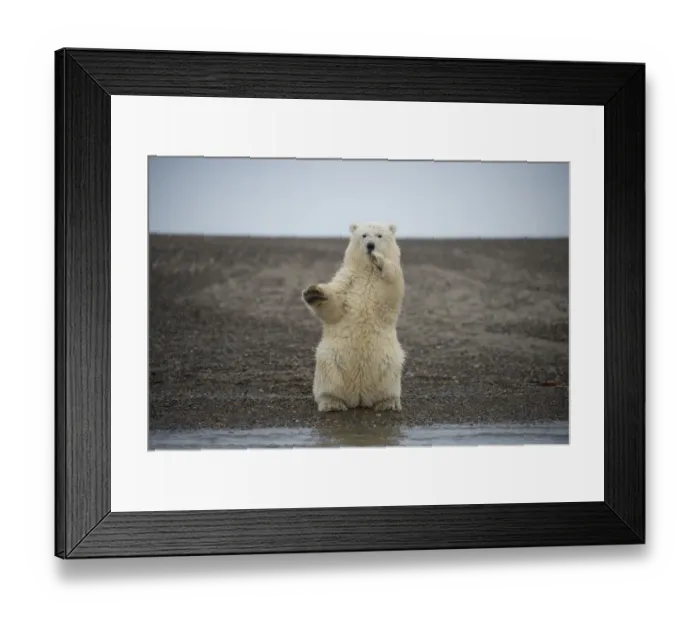 Framed Print : Polar bear (Ursus maritimus) spring cub sitting upright on hind legs balancing, Bernard Spit Framed Print : Polar bear (Ursus maritimus) spring cub sitting upright on hind legs balancing, Bernard Spit