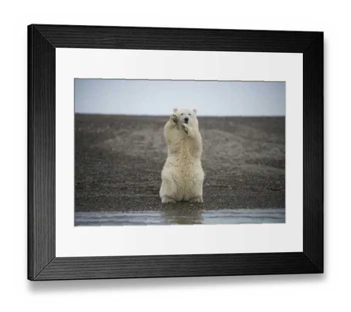 Framed Print : Polar bear (Ursus maritimus) spring cub sitting upright on hind legs balancing, Bernard Spit Framed Print : Polar bear (Ursus maritimus) spring cub sitting upright on hind legs balancing, Bernard Spit