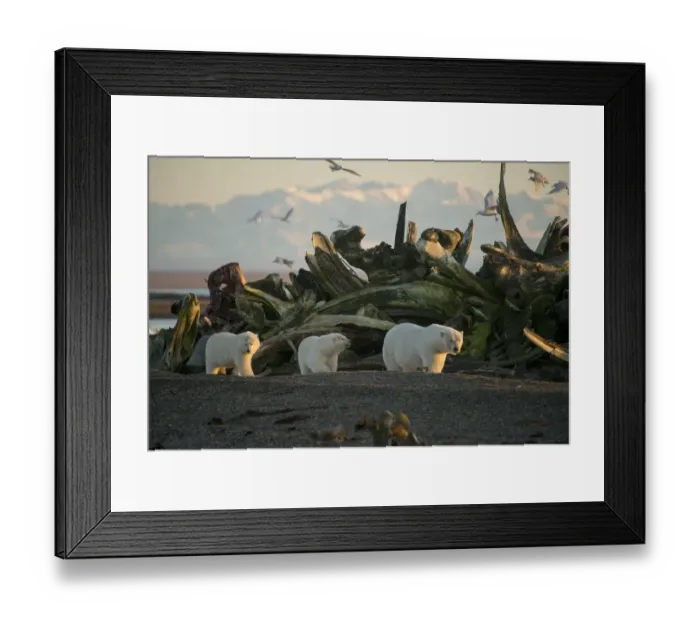 Framed Print : Polar bear (Ursus maritimus) sow with two cubs walking past a pile of Bowhead whale Framed Print : Polar bear (Ursus maritimus) sow with two cubs walking past a pile of Bowhead whale