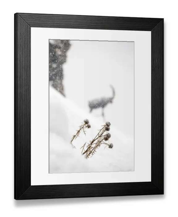 Framed Print : Globe Thistle (Echinops ritro), dead in winter landscape with Alpine ibex (Capra Framed Print : Globe Thistle (Echinops ritro), dead in winter landscape with Alpine ibex (Capra