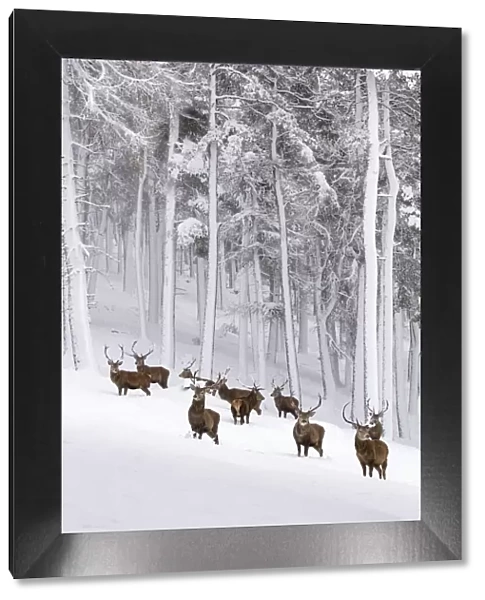 Red Deer (Cervus elaphus) herd in forest in snow, Cairngorms National Park, Scotland, UK