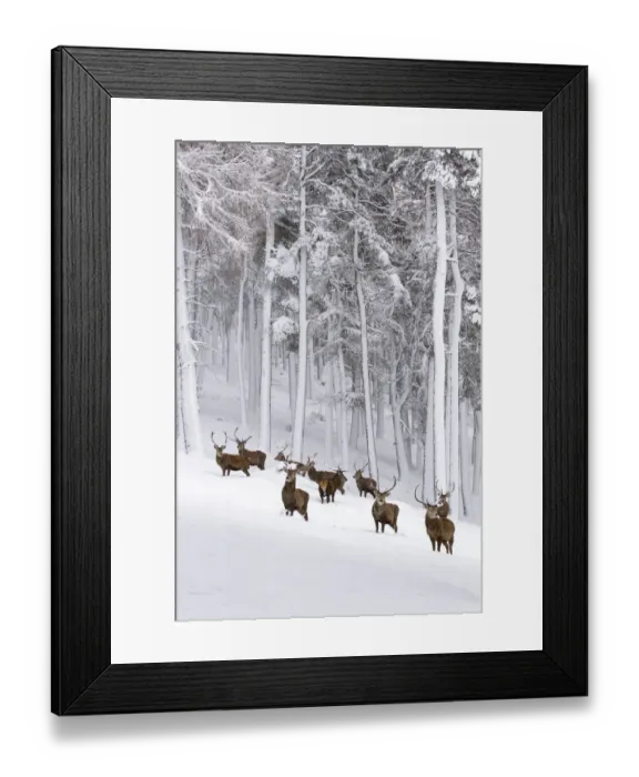 Framed Print : Red Deer (Cervus elaphus) herd in forest in snow, Cairngorms National Park, Scotland, UK Framed Print : Red Deer (Cervus elaphus) herd in forest in snow, Cairngorms National Park, Scotland, UK